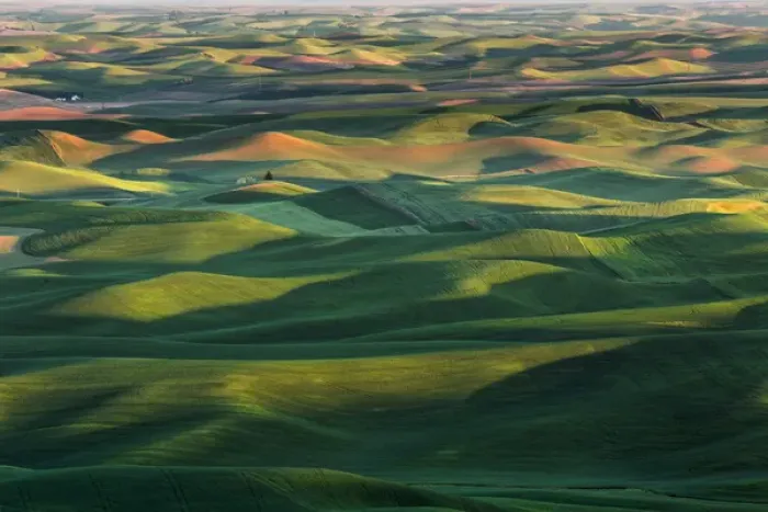 Framed Print : Elevated view of undulating wheat crop, Palouse region of eastern Washington Framed Print : Elevated view of undulating wheat crop, Palouse region of eastern Washington