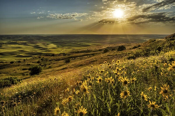 Elevated view of wildflowers and rolling fields of wheat at sunset, Steptoe Butte