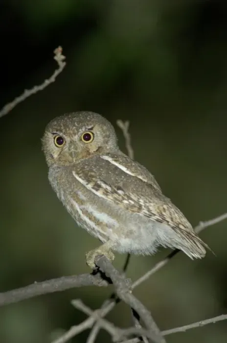 Framed Print : Elf Owl Adult in nest hole in telephone post, Madera Canyon, Arizona, USA
