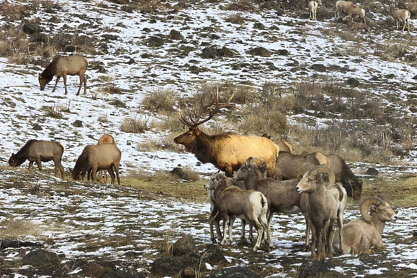 Elk with Big Horn Sheep, Oak Creek Wildlife Refuge, Washington, US