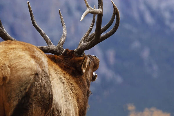 one elk bugling Estes Park, Colorado during rut