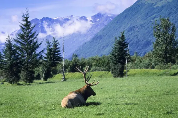 Framed Print : Elk bull laying down in a pristine grass meadow with glacial mountains, Alaska Wildlife Framed Print : Elk bull laying down in a pristine grass meadow with glacial mountains, Alaska Wildlife