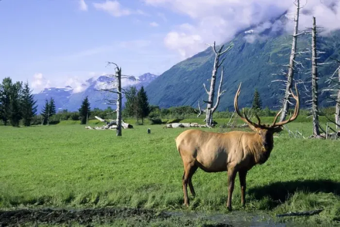 Framed Print : Elk bull standing in a grass meadow, Alaska Wildlife Conservation Center, Portage Alaska Framed Print : Elk bull standing in a grass meadow, Alaska Wildlife Conservation Center, Portage Alaska