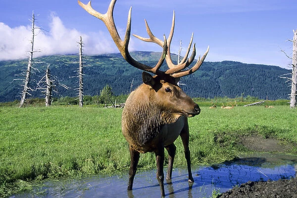 Elk bull standing in a small stream that runs through a grass meadow, Alaska Wildlife