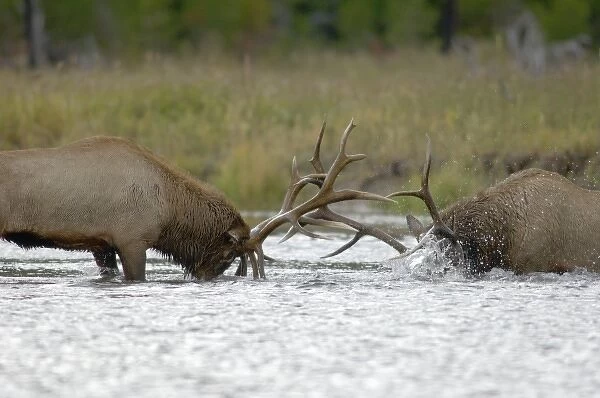 Elk Bulls fighting, Yellowstone NP, Wyoming