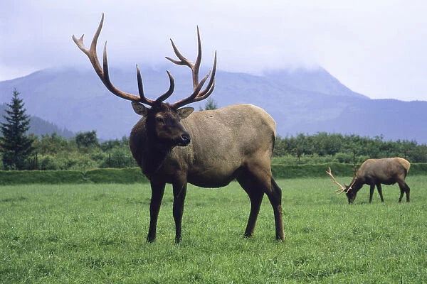 Two elk bulls grazing in a grass meadow, Alaska Wildlife Conservation Center, Portage