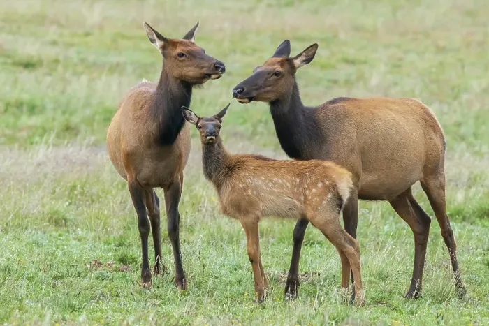 Framed Print : Elk calf seeking comfort among the adults, Colorado Framed Print : Elk calf seeking comfort among the adults, Colorado