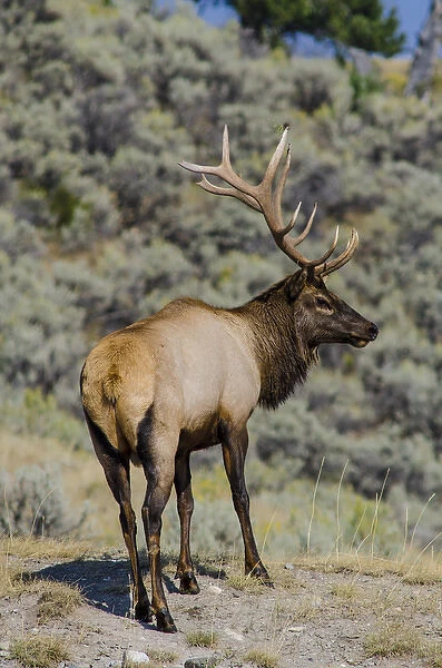 Elk (Cervus canadensis) near Indian Creek, Yellowstone National Park, Wyoming, USA