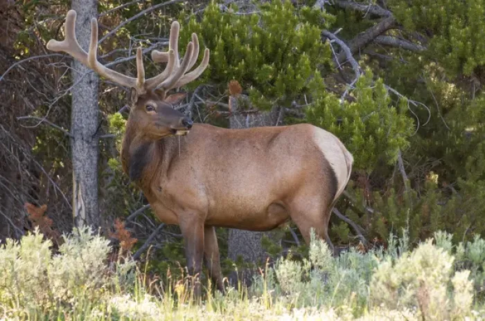 Framed Print : Elk (Cervus canadensis) near Lake Village, Yellowstone National Park, Wyoming, USA Framed Print : Elk (Cervus canadensis) near Lake Village, Yellowstone National Park, Wyoming, USA