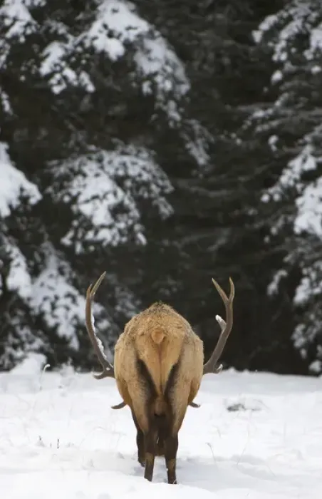 Framed Print : Elk, Cervus elaphus, Banff National Park, Alberta, Rocky Mountains