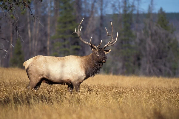 elk, Cervus elaphus, bull in a field in Yellowstone National Park, Montana