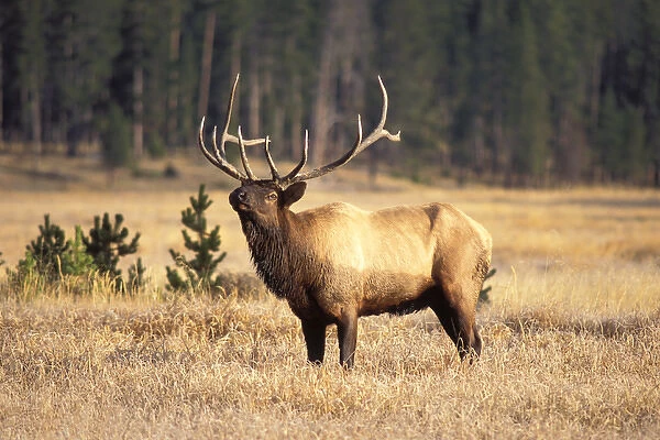 elk, Cervus elaphus, bull scenting in Yellowstone National Park, Montana