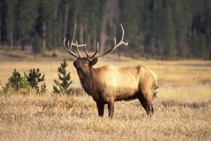 Framed Print : elk, Cervus elaphus, bull scenting in Yellowstone National Park, Montana Framed Print : elk, Cervus elaphus, bull scenting in Yellowstone National Park, Montana