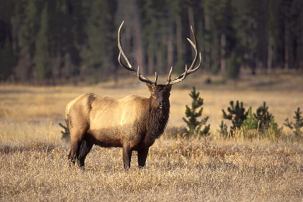 elk, Cervus elaphus, bull in Yellowstone National Park, Montana