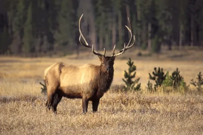 Framed Print : elk, Cervus elaphus, bull in Yellowstone National Park, Montana Framed Print : elk, Cervus elaphus, bull in Yellowstone National Park, Montana