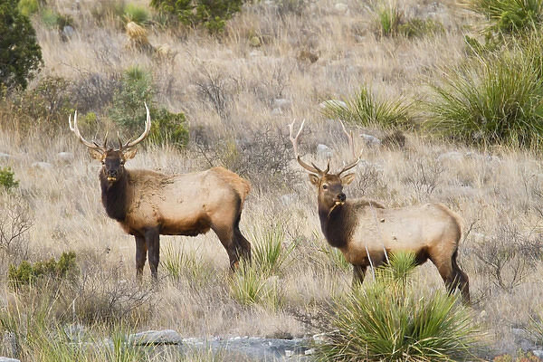 Elk (Cervus elaphus) near Sanderson, Texas, in chihuahuan desert mountains