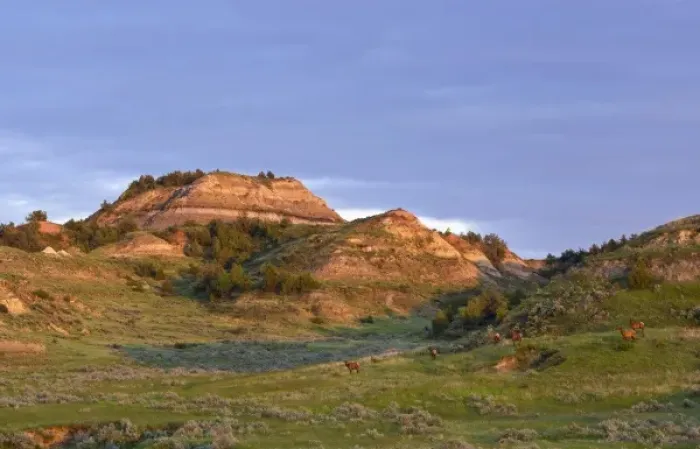 Framed Print : Elk herd in Theodore Roosevelt National Park; National Park, North Dakota, USA