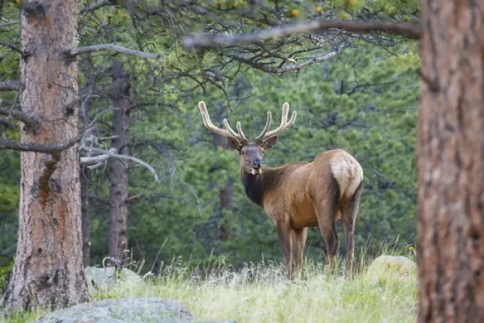 Framed Print : one elk looking back velvet Framed Print : one elk looking back velvet