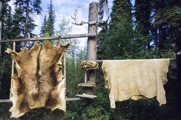 Elk and moose hides stretched and hang over wooden racks for easy scraping and tanning
