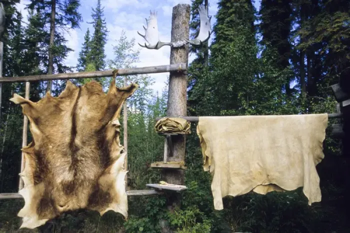 Framed Print : Elk and moose hides stretched and hang over wooden racks for easy scraping and tanning