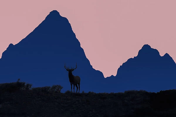 Elk in sunset silhuette in front of the Teton mountain range. Grand Teton National Park