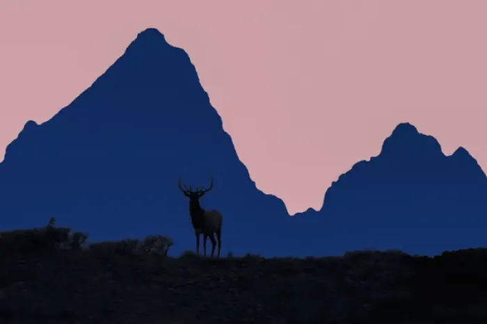 Framed Print : Elk in sunset silhuette in front of the Teton mountain range. Grand Teton National Park Framed Print : Elk in sunset silhuette in front of the Teton mountain range. Grand Teton National Park