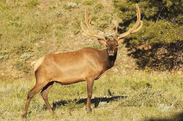 one elk in velvet standing in meadow