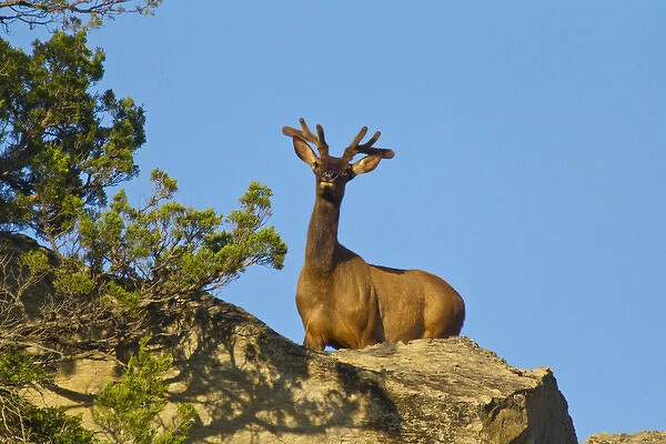 Elk in velvet at Theodore Rooosevelt National Park, North Dakota, USA