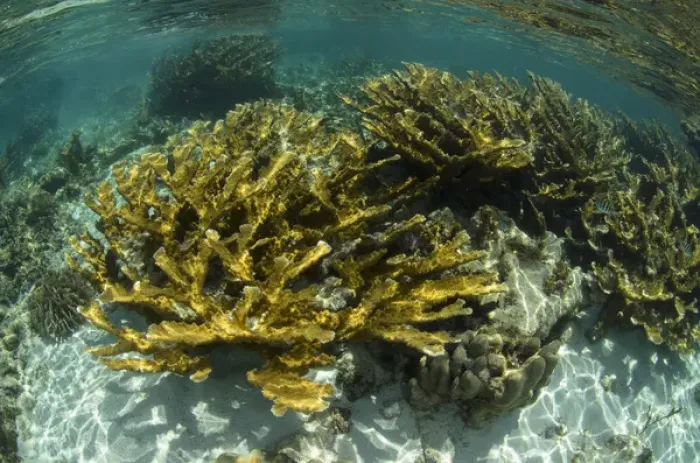 Framed Print : Elkhorn Coral (Acropora palmata), Hol Chan Marine Reserve near Ambergris Caye and Caye Caulker