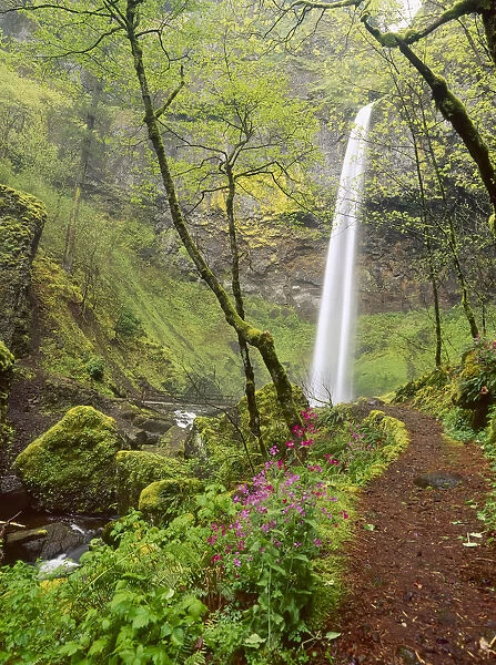 Elowah Falls, Everlasting Pea (Lathyrus latifolius), Columbia Gorge scenic area, Oregon