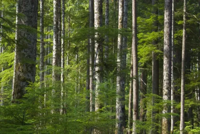 Framed Print : Elwha Forest, Olympic National Park, Washington, US Framed Print : Elwha Forest, Olympic National Park, Washington, US