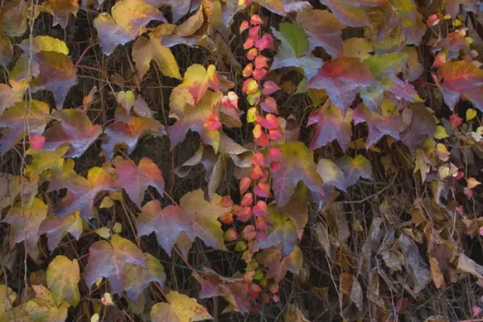 Framed Print : Embellishing a wall in a garden of a government building in Paris, these vines were