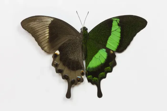 Framed Print : Emerald Swallowtail Butterfly Comparing the top and bottom wing, Papilio palinurus