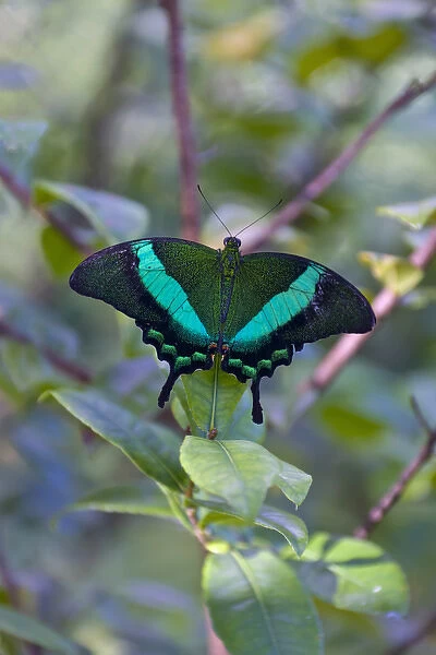 Emerald Swallowtail (Papilio palinurus), native to the Philippine Islands, Bohol Island