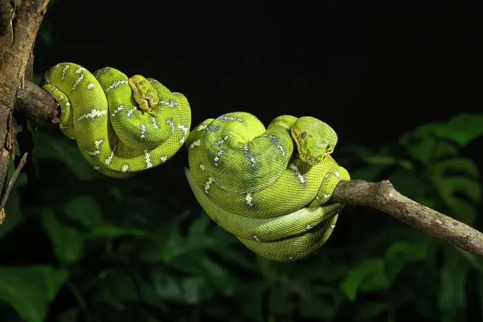 Framed Print : Emerald tree boa coiled, captive, native to South America Framed Print : Emerald tree boa coiled, captive, native to South America
