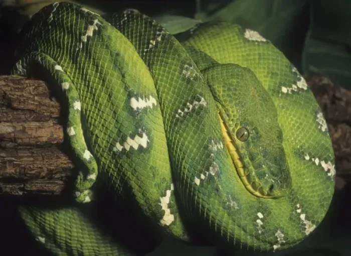 Framed Print : Emerald Tree Boa, (Corallus canina), S. America Framed Print : Emerald Tree Boa, (Corallus canina), S. America
