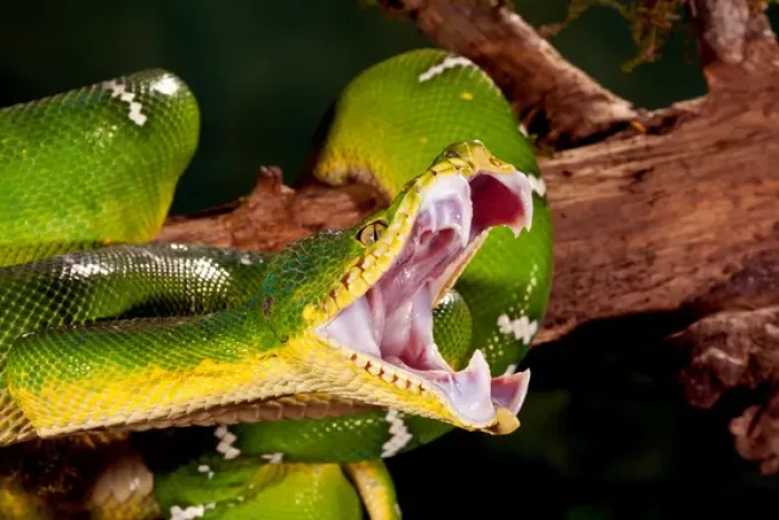 Framed Print : Emerald Tree Boa, Corallus caninus, Native to Northern South America, Habitat: Tropical Framed Print : Emerald Tree Boa, Corallus caninus, Native to Northern South America, Habitat: Tropical