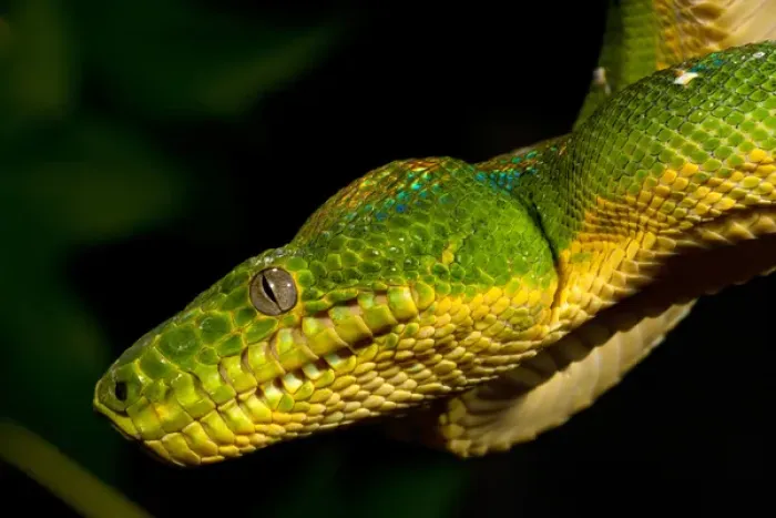 Framed Print : Emerald Tree Boa Corallus caninus Native to Northern South America Habitat - Arboreal Framed Print : Emerald Tree Boa Corallus caninus Native to Northern South America Habitat - Arboreal