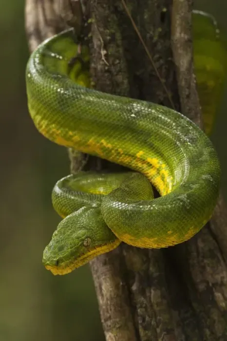 Framed Print : Emerald Tree Boa (Corallus caninus) Rain Forest Iwokrama Reserve Framed Print : Emerald Tree Boa (Corallus caninus) Rain Forest Iwokrama Reserve