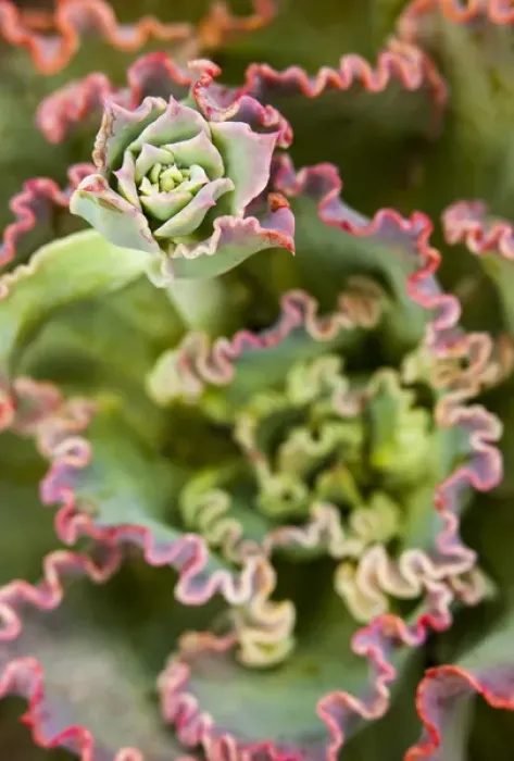Framed Print : Emerging bud of an Echeveria Plant