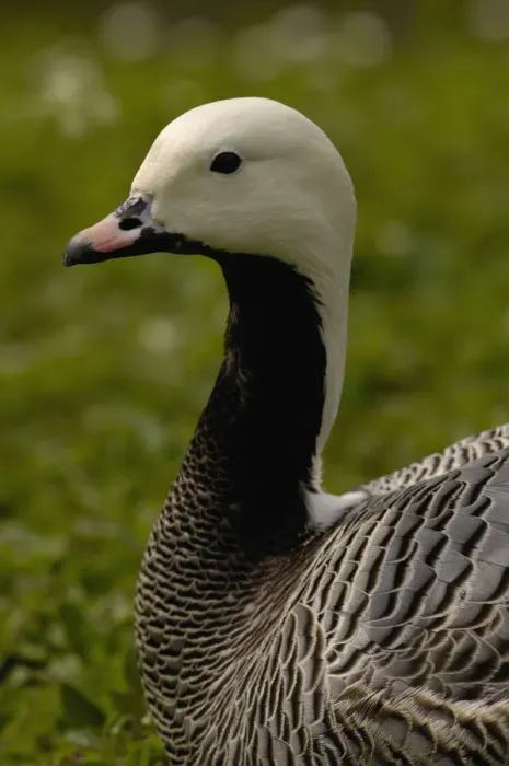 Framed Print : Emperor Goose (Chen canagica) CAPTIVE Slimbridge Wildfowl and Wetlands Trust