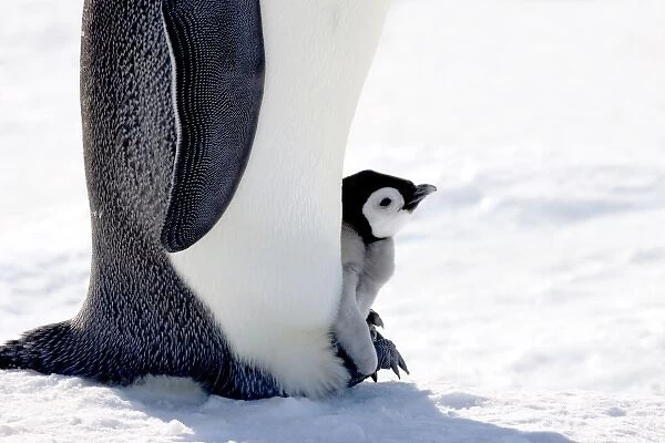 Emperor Penguin (Aptenodytes forsteri) chick on parents feet on ice, Snow Hill Island