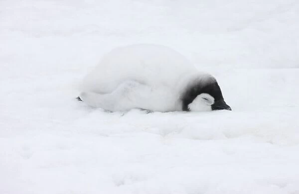 Emperor Penguin (Aptenodytes forsteri) chick on ice. Snow Hill Island, Antarctica