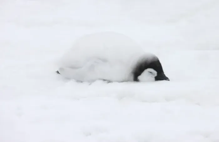 Framed Print : Emperor Penguin (Aptenodytes forsteri) chick on ice. Snow Hill Island, Antarctica Framed Print : Emperor Penguin (Aptenodytes forsteri) chick on ice. Snow Hill Island, Antarctica