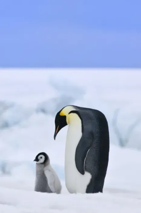 Framed Print : Emperor Penguin (Aptenodytes forsteri) chick with parent on ice, Snow Hill Island