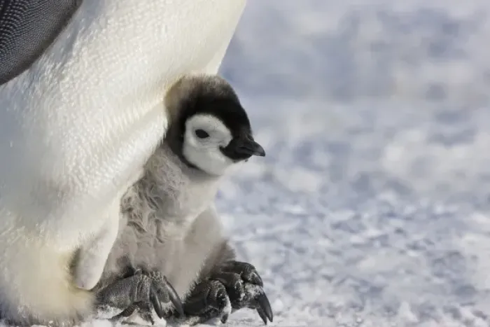 Framed Print : Emperor Penguin (Aptenodytes forsteri) chick on parents feet on ice, Snow Hill Island