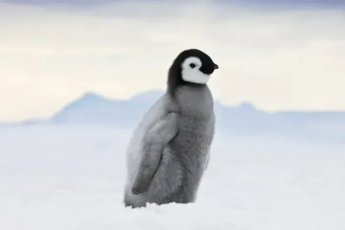 Framed Print : An Emperor Penguin (Aptenodytes forsteri) chick walks on ice, Snow Hill Island, Antarctica Framed Print : An Emperor Penguin (Aptenodytes forsteri) chick walks on ice, Snow Hill Island, Antarctica
