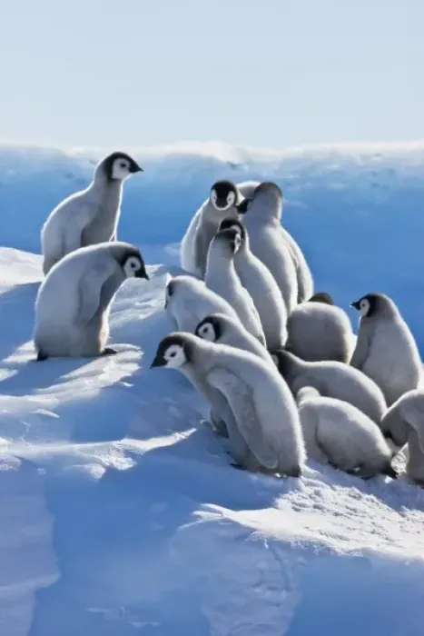 Framed Print : Emperor Penguin (Aptenodytes forsteri) chicks climbing a small ice mound, Snow Hill Island Framed Print : Emperor Penguin (Aptenodytes forsteri) chicks climbing a small ice mound, Snow Hill Island