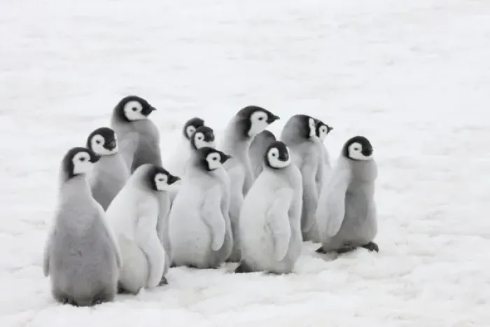 Framed Print : Emperor Penguin (Aptenodytes forsteri) chicks on ice, Snow Hill Island, Antarctica Framed Print : Emperor Penguin (Aptenodytes forsteri) chicks on ice, Snow Hill Island, Antarctica