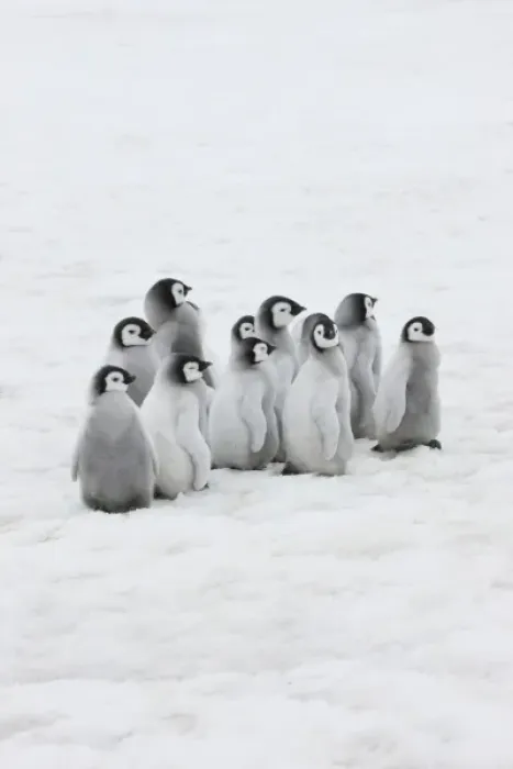 Framed Print : Emperor Penguin (Aptenodytes forsteri) chicks on ice, Snow Hill Island, Antarctica Framed Print : Emperor Penguin (Aptenodytes forsteri) chicks on ice, Snow Hill Island, Antarctica